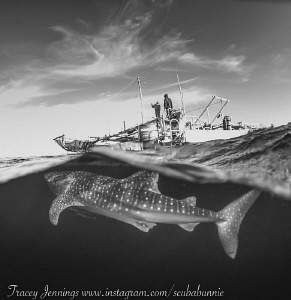 Whaleshark by Tracey Jennings 